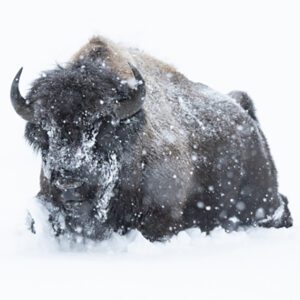 YELLOWSTONE WINTER
